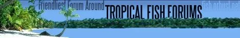 tropical2.webp