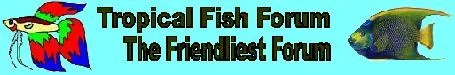 fish.webp