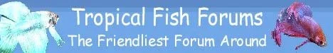 blue_banner.webp