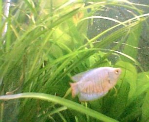 neon_gourami_expl.001.jpg