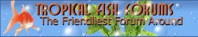 TFFBanner.webp