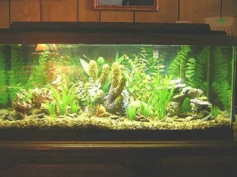 MY_TANK_EMAIL_1.webp