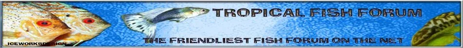 tropical3.webp