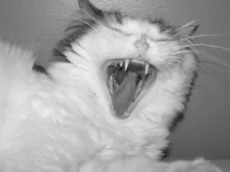 liza_yawn.webp