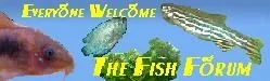 fishforumbg2.webp