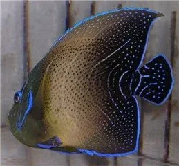 544_korantransitional5_1_.webp