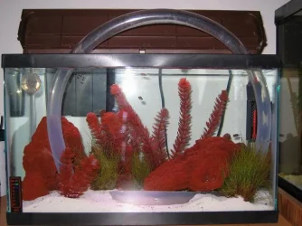 fish_004_crp.webp