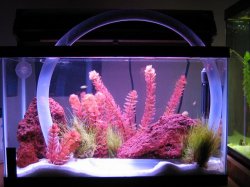 fish_005_crp.JPG