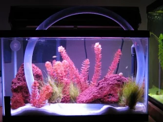 fish_005_crp.webp