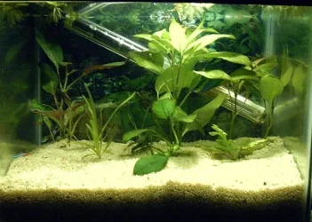 Betta4.webp