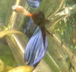 Betta1.webp