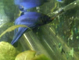Betta2.webp