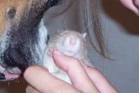100_0045.webp