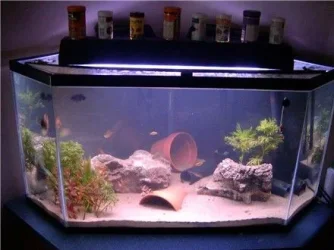 fishpics4.22.04_002.webp