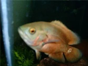 fishpics4.22.04again_009.webp
