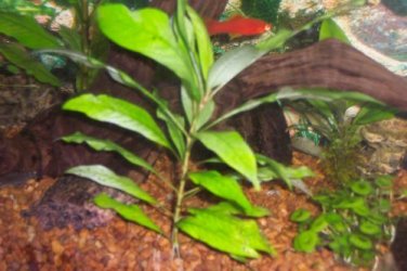 Plant.jpg