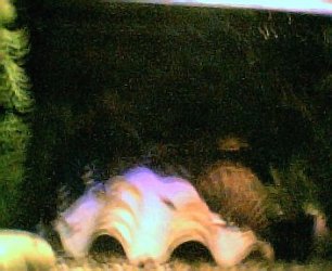 my_tank_4003.jpg
