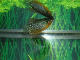 Andrews_tank_021.webp