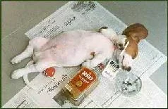 drunk0.webp