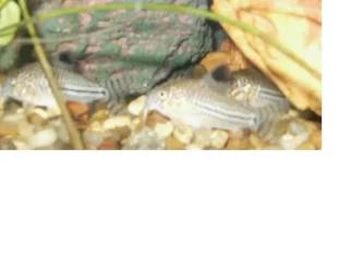 cory2.webp