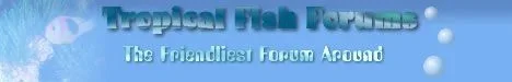fishforumslogo3.webp