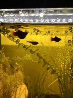 pregnant fish.webp