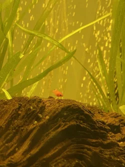 baby fish.webp