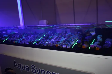 Vivarium 2019  November 3rd 2019 day 2 010.webp