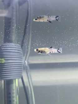 FISHIES.webp