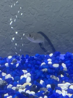 fishiesss.webp