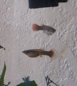 Guppy Girls 2 4.24.webp