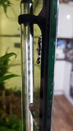 Panda Loach.webp