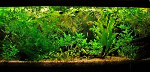 70g Jan 13-10.JPG