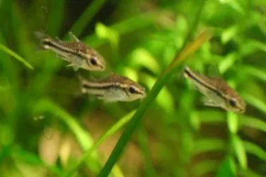 Corydoras pygmaeus1.webp
