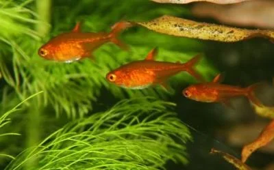Hyphessobrycon amandae1.webp