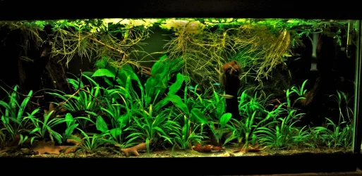 40g March 21-18.webp