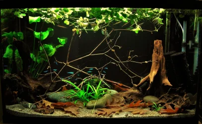 29g June 30-2019.webp