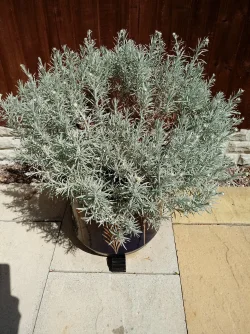 Curry plant.webp