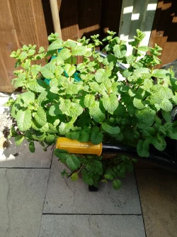Mint plant.webp
