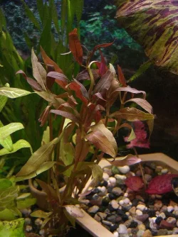 alternanthera reineckii.webp
