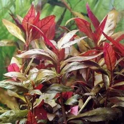 Alternanthera reineckii lilacina.webp