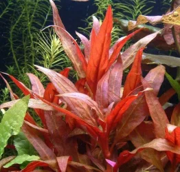 Alternanthera reineckii rosaefolia.webp