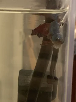 betta-side2.webp