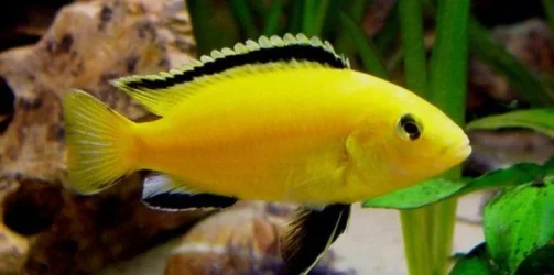 Yellow Cichlid.webp