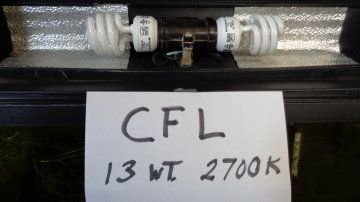 CFL 1.jpg CFL 1.jpg