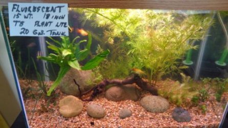 Fluorescent 15wt 20 gal tank.jpg Fluorescent 15wt 20 gal tank.jpg
