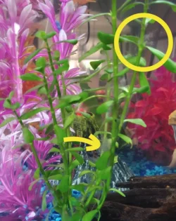 plant.webp
