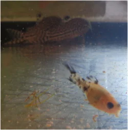 Platy 2.webp