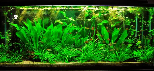 115g July 19-12.webp