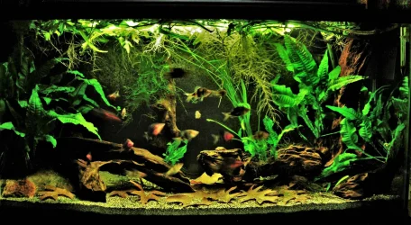 33g Aug 16-16.webp